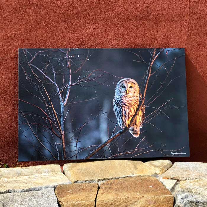 Barred Owl | Canvas by Benjamin Williamson Description