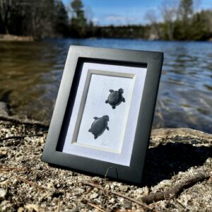 Framed Rock Art: Swimming Turtles by YWR
