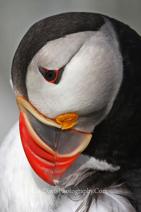 The Elusive Puffin - Lisa-Marie's Made in Maine