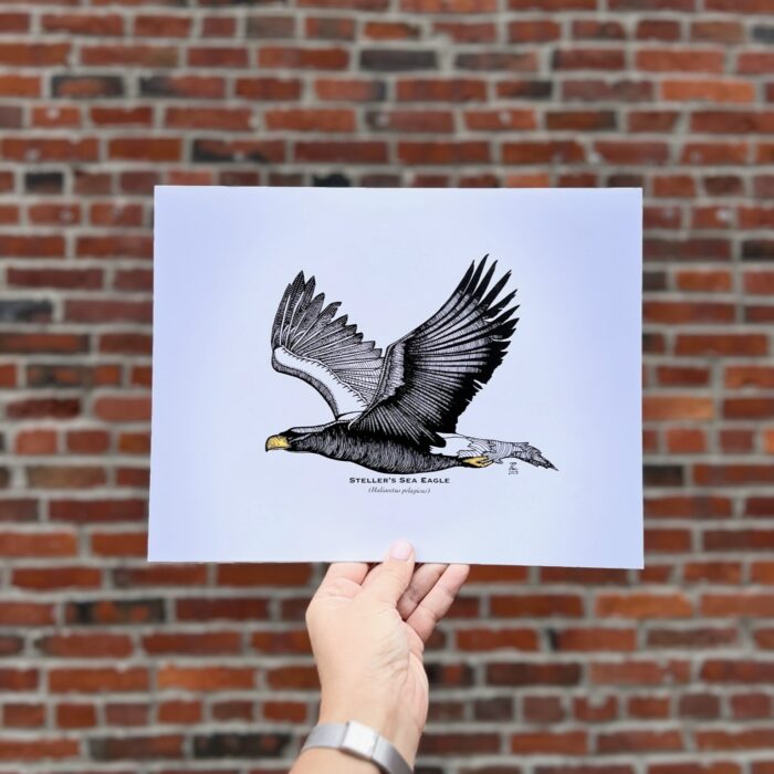 Steller's Sea Eagle 8x10 Print