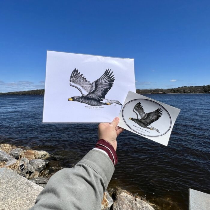 Steller's Sea Eagle Print and Sticker