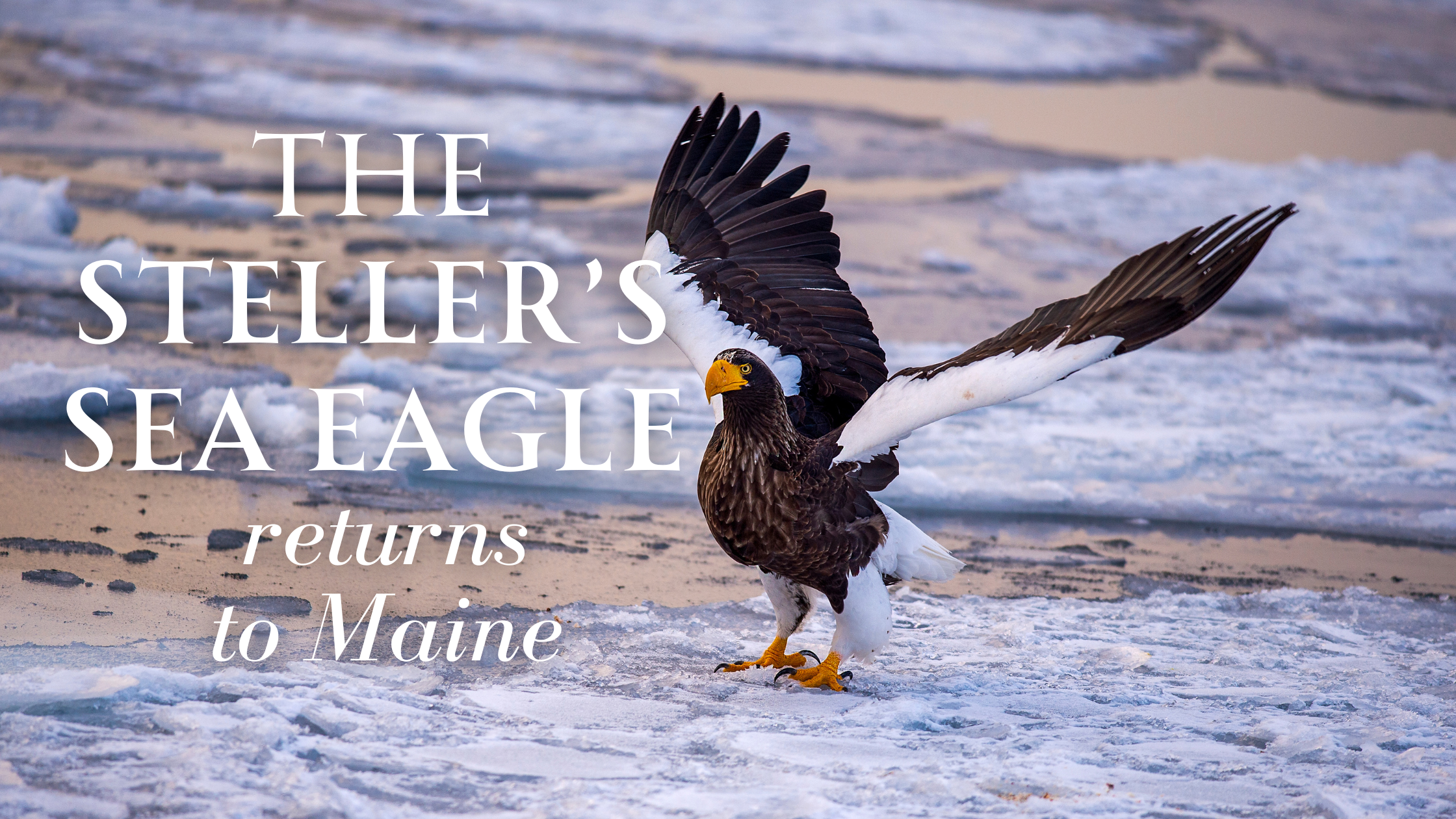 The Rare Steller’s Sea Eagle Visits Maine…Again!